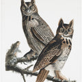 Great Horned Owl From Birds of America (1827)