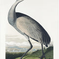 Hooping Crane From Birds of America (1827)