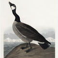 Hutchins's Barnacle Goose From Birds of America (1827)