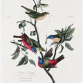 Painted Finch From Birds of America (1827)