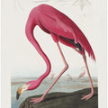 Pink Flamingo From Birds of America (1827)