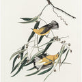 Prothonotary Warbler From Birds of America (1827)