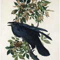 Raven From Birds of America (1827)