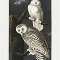Snowy Owl From Birds of America (1827)