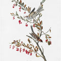 Tree Sparrow From Birds of America (1827)