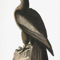 Great American Sea Eagle From Birds of America (1827)
