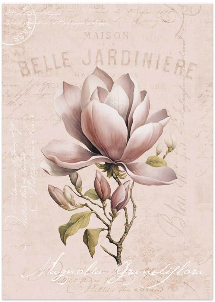 Magnolia Blush No1