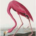 Pink Flamingo Ii From Birds of America (1827)