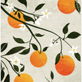 Oranges in Bloom