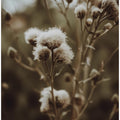 Whispering Thistles