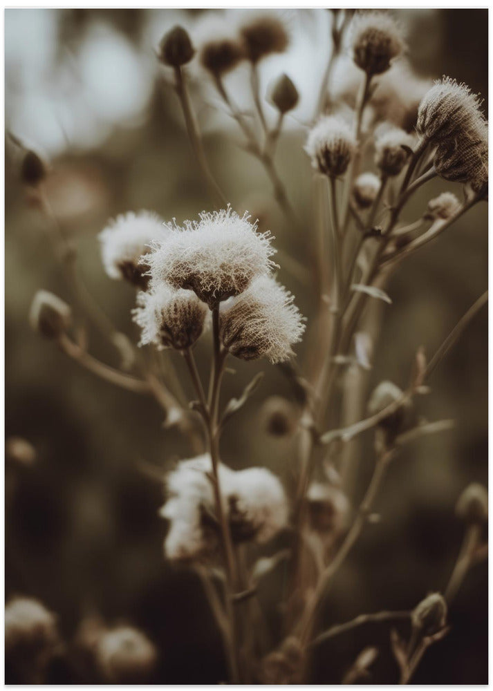 Whispering Thistles