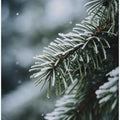 Frosted Pine Whisper