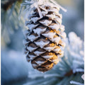 Frosty Pinecone Burst