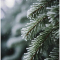 Frosted Pine Whispers