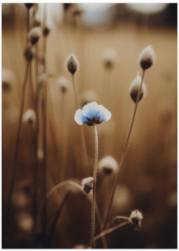 Blue Blossom Whispers