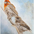 House Finch Couple