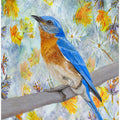 Springtime Eastern Bluebird