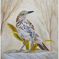 Early Brown Thrasher