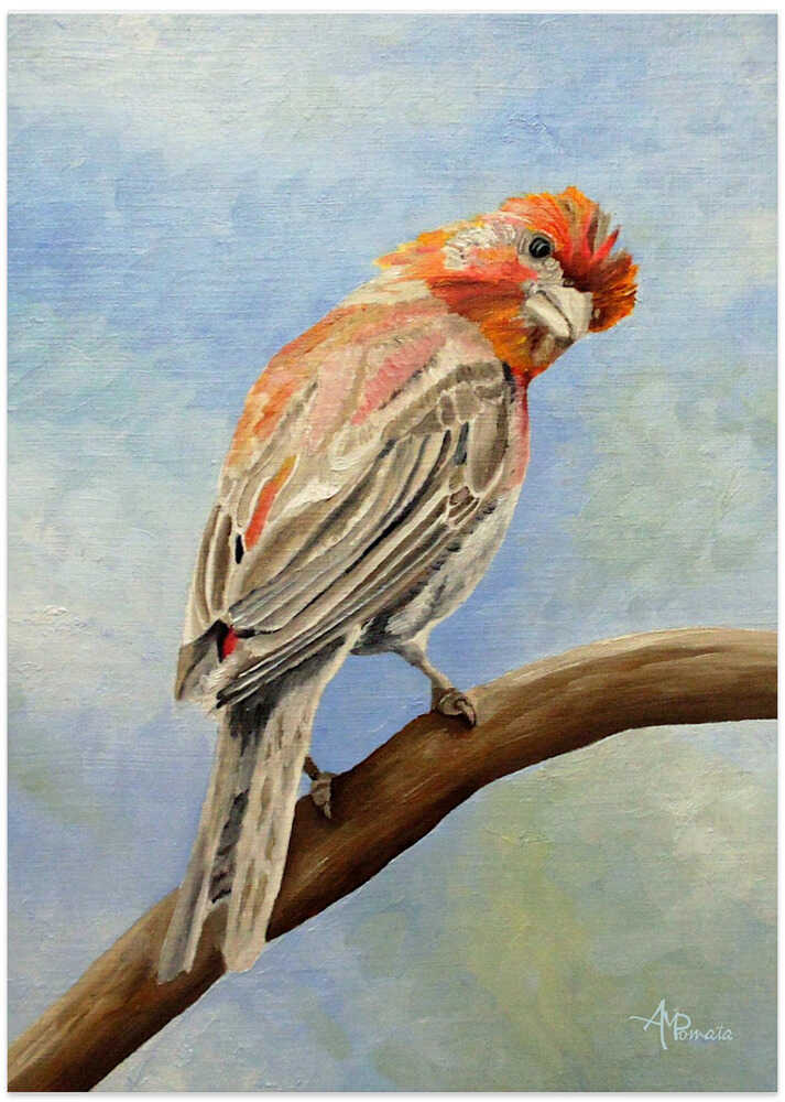 I Spy With My Little Eye   Male House Finch