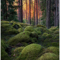 Mossy forest