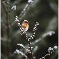 Winter Robin's Perch