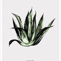 Green Agave Elegance