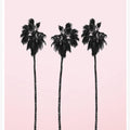 Three Tall Palms
