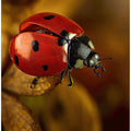 Red Ladybug