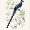 Black Throated Magpie Jay