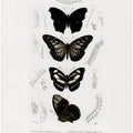 Collection of Butterflies 01