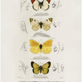 Different Types of Butterflies