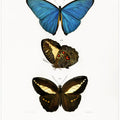 Different Types of Butterflies II