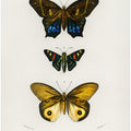 Different Types of Butterflies III