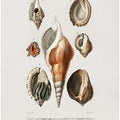 Different Types of Mollusks