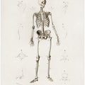 Human Skeleton