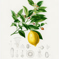 Lemon (citrus Limonium)