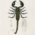 The Emperor Scorpion