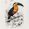 Toucan (ramphastos)
