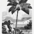 Vintage Palm Tree Drawing I
