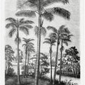 Vintage Palm Tree Drawing Ii