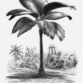 Vintage Palm Tree Drawing Iii