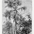 Vintage Palm Tree Drawing Iv