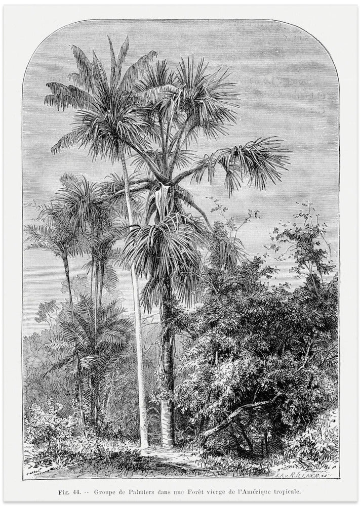 Vintage Palm Tree Drawing Iv