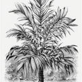 Vintage Palm Tree Drawing Ix