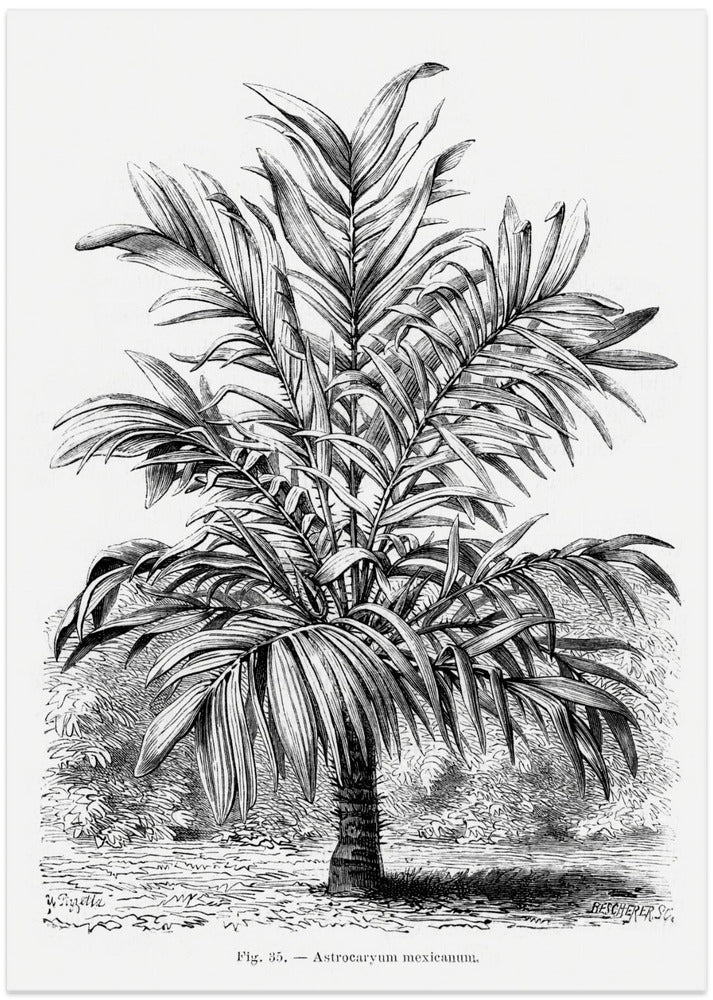 Vintage Palm Tree Drawing Ix