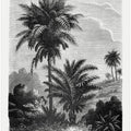 Vintage Palm Tree Drawing V