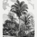 Vintage Palm Tree Drawing Vi