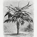 Vintage Palm Tree Drawing Viii