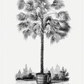 Vintage Palm Tree Drawing X