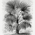 Vintage Palm Tree Drawing Xi